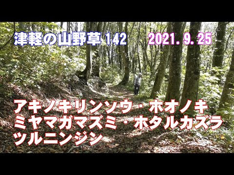 津軽の山野草142(ｱｷﾉｷﾘﾝｿｳ・ﾎｵﾉｷ・ﾐﾔﾏｶﾞﾏｽﾞﾐ・ﾎﾀﾙｶｽﾞﾗ・ﾂﾙﾆﾝｼﾞﾝ)