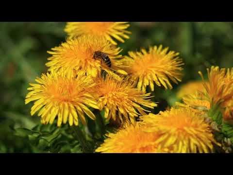 Slow Motion Bee | Copyright Free Video Footage