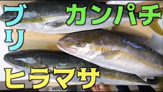 #5 ブリ・ヒラマサ・カンパチ３種の中で一番美味しいのは・・・