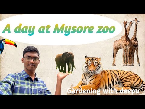 A day at Mysore zoo