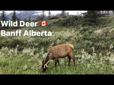 Oh, my Deer!..Trip to Banff Alberta 🇨🇦What a beautiful sight!