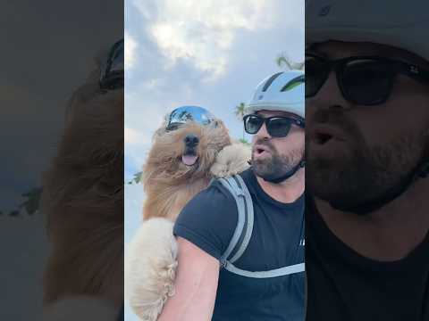 How I Take My Dog On Backpack Bike Rides! 🐻🎒 #goldendoodle #dogbackpack #dogdad #ebike