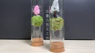 植屋-反重力苔玉工作坊