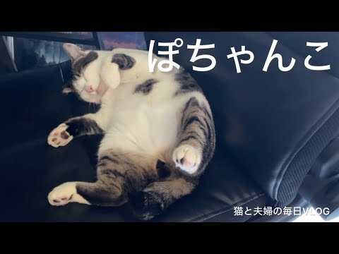 猫と夫婦の毎日VLOG#439 幸せそうに寝る