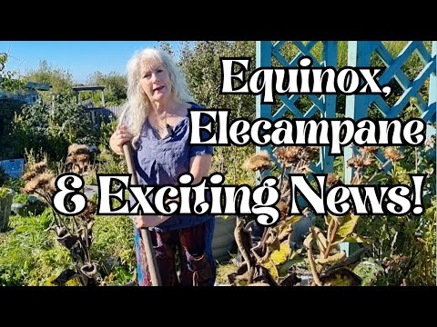 Eqionox, Elecampane & Exciting News