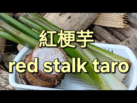 紅梗芋 red stalk taro