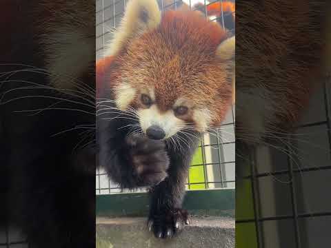 Red Panda Mu Ling Red Panda Lulu's mother