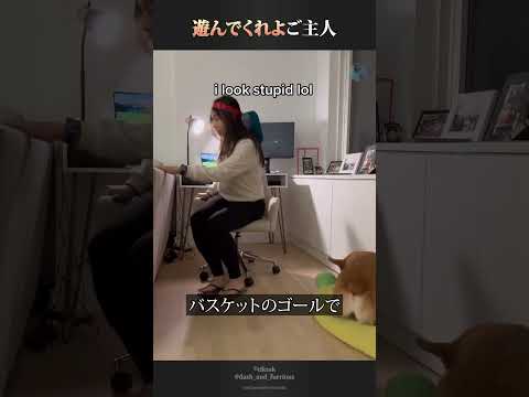 ご主人に遊んでほしい時に犬が取る作戦