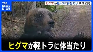 ヒグマが車に体当たり　フロントガラスがひび割れ　北海道根室市の林道｜TBS NEWS DIG