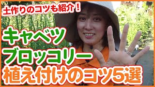 Tips for planting cabbage and broccoli from a Japanese farmer !