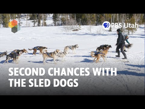 Second Chances with the Sled Dogs of Luna Lobos Sanctuary [FULL SEGMENT: This Is Utah S5E1]