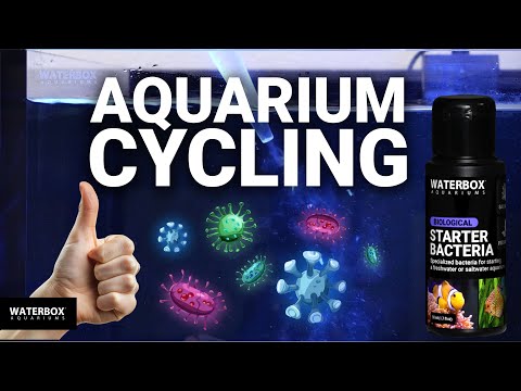 How to cycle your aquarium - About the Nitrogen Cycle