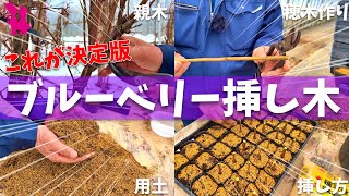 【あなたも成功できる】ブルーベリーの挿し木方法とよくある失敗の原因