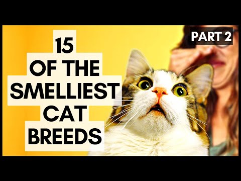 15 of the Smelliest Cat Breeds (Part 2)