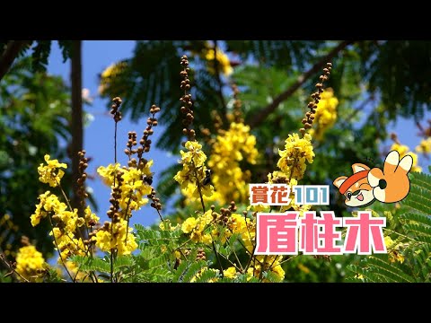 【賞花101】盾柱木 【Appreciation of Flowers 101】Yellow Poinciana