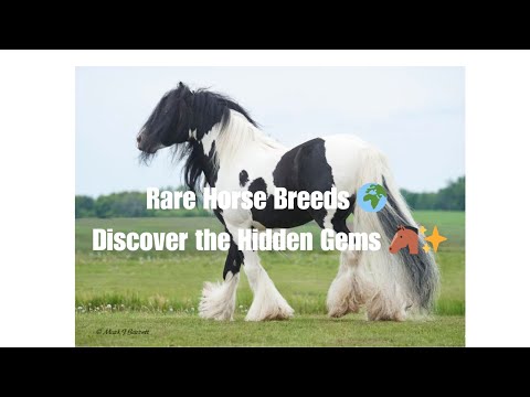 🌍 Discover the World’s Rarest Horse Breeds 🐎✨