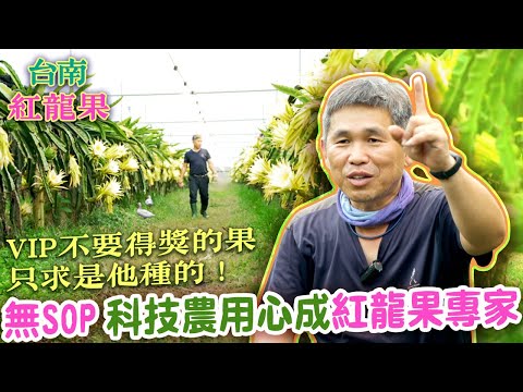 【台南市】五金貿易商黃政德 開創紅龍果生態研究所 |用心的產業|美麗心台灣(441) #美麗心台灣 ＃紅龍果 ＃黃政德 ＃ＳＰＡ ＃科技農業  ＃有機