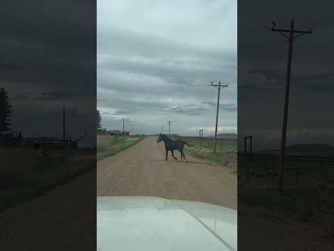 Today on the Homestead: Horse Traffic in the Mountains | Unusual Road Encounter #shorts