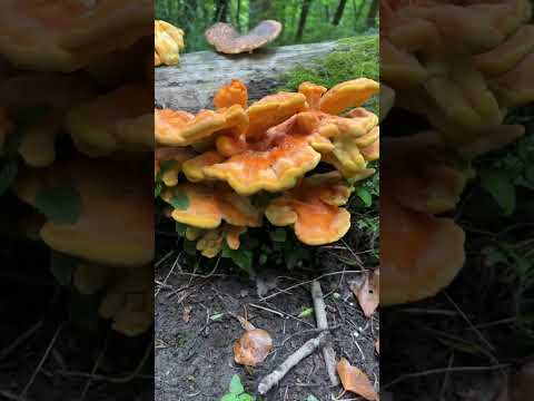 Chicken Of The Woods (mushroom) uk