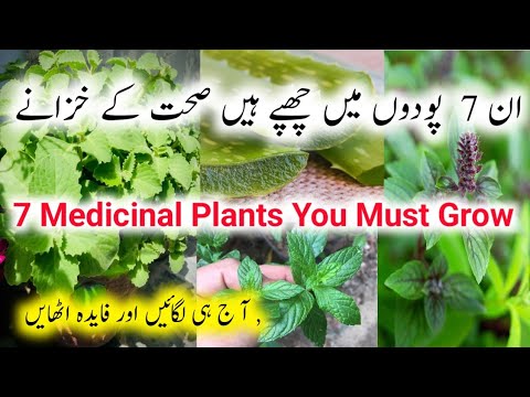 7 Best Medicinal/Herbal Plants To Grow/Herbal Plants/Best outdoor Medicinal plants/