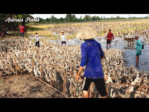 The duck | Duck | How are flocks of nearly 10000 ducks moved ?. Animals Plants