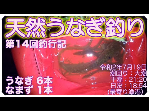 令和2年7月19日 うなぎ釣り (天然うなぎ)  第14回釣行記 ドバミミズ使用