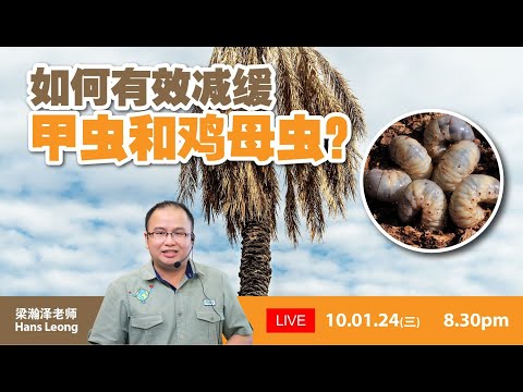 【Baba安全农药讲座】甲虫 鸡母虫困扰不断？农民快来get最强对策！| 如何有效减缓甲虫和鸡母虫？