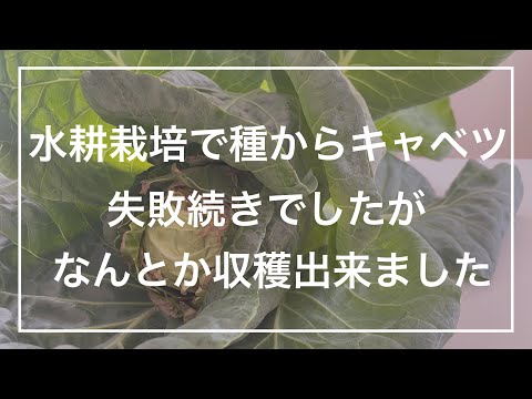 【水耕栽培】種からキャベツ栽培、失敗続きでしたがなんとか収穫出来ました