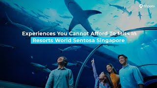 Experience World-Class Water Adventures at Resort World Sentosa, Singapore | The Ultimate Guide 🤿🐬