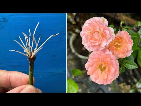 Roses take root extremely well thanks to this method of propagation