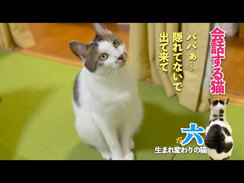 【猫と親子のように会話する】愛猫の六は私のことは「お母さん」と呼ぶのに主人のことは「パパ」と呼ぶ | [生まれ変わりの猫] 六