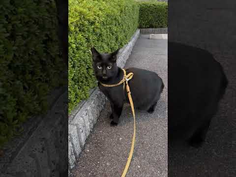 フレーメン反応が可愛すぎるwwwwwwwwwwwww#猫 #猫動画 #cat