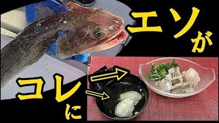 エソの捌き方！〈お刺身、焼き霜、しんじょう〉（釣って魚捌き動画）