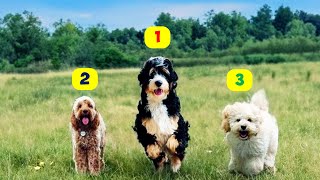 10 Best POODLE MIX BREEDS