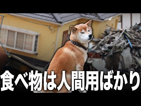 【地震】発災から２ヶ月...避難所に残る犬たちの現在...