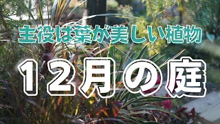 【冬のガーデニング】12月の庭紹介｜葉が美しい植物｜ガーデンビオトープのお手入れ｜12月のガーデニング作業〜クリスマスローズの古葉切り〜｜ビオの苔でドレスアップ｜