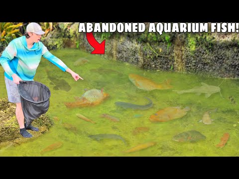 I Found ABANDONED Aquarium Fish Left to DIE!