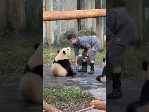 チューして！重慶動物園の双子パンダ渝可、いつも甘えん坊ですね。 #中国 #china #ジャイアントパンダ #パンダ #重慶