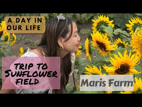 Maris Farm Sunflower Field, Buckley