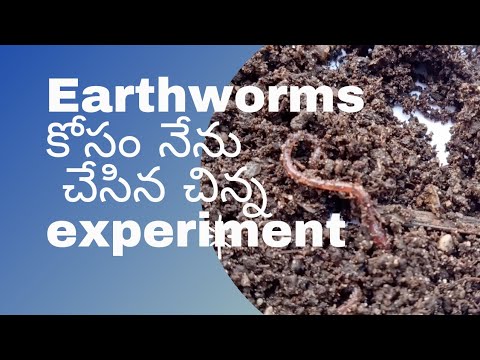 earthworms కోసం నేనేం చేసానో చుడండి