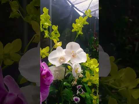 Beautiful Orchid Flowers