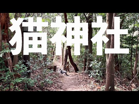 グラベルロード初ライド！グラベルライドしないと辿り着けない猫神社