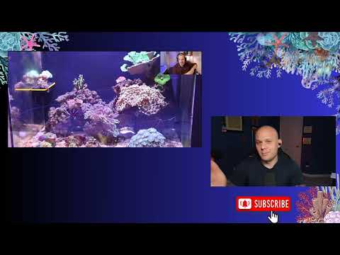 Aquarium Reset After Neglect & Coral Quarantine Setup | Zoom Call