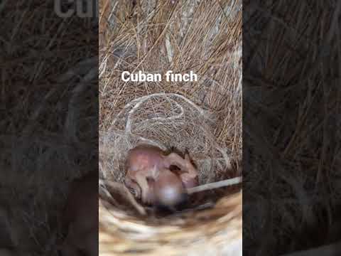 2 days old Cuban finch chicks ! #shorts