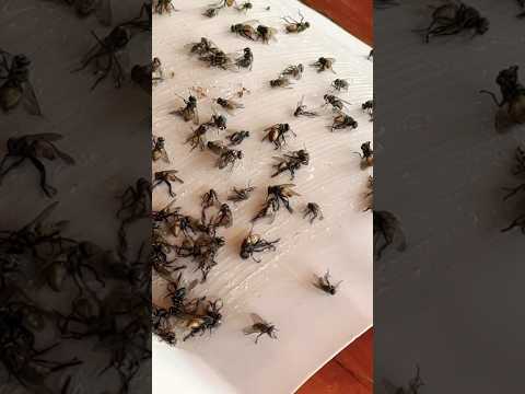 Trap flies with sticky glue.