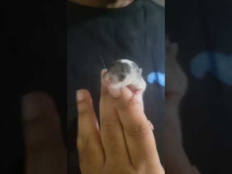 Sleepy baby rat #baby #rat #babyanimal #babyanimals #animals #mouse #sleep