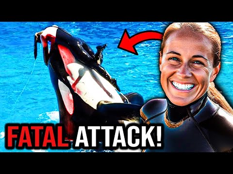 The TERRIFYING Last Minutes of Orca Trainer Dawn Brancheau