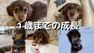 【カニンヘンダックスluluの１歳までの成長】お誕生日おめでとう！