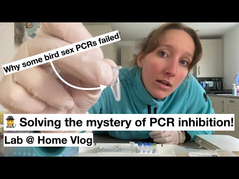 🕵️ Solving the mystery of PCR inhibition! (Lab @ Home)