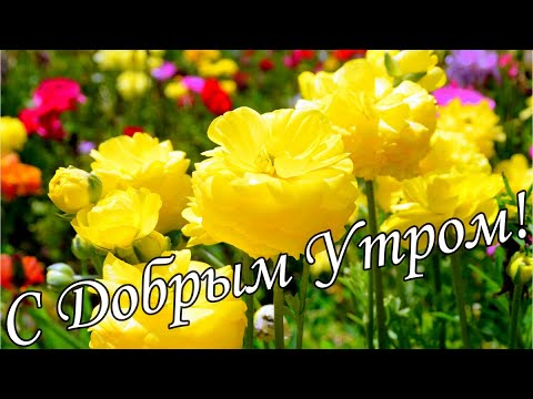 С ДОБРЫМ УТРОМ !🌼Желаю Самого Доброго Солнечного Утра!🌼  Шикарная Музыкальная открытка 🌼